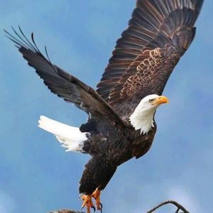 Meet your Posher, Boyce